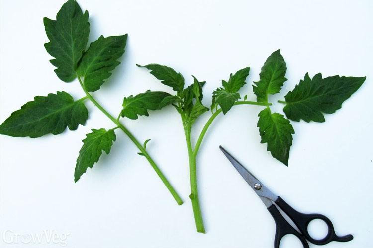 Gezocht Gratis stekjes of zaailingen groentes, fruit, Tuin en Terras, Ophalen, Eenjarig, Groenteplanten, Volle zon