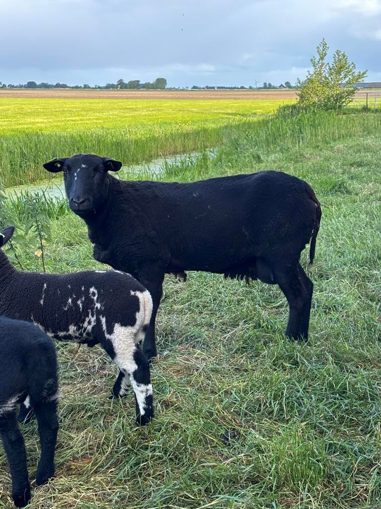 Mooie zwarte ooi, Vrouwelijk, Schaap, 0 tot 2 jaar