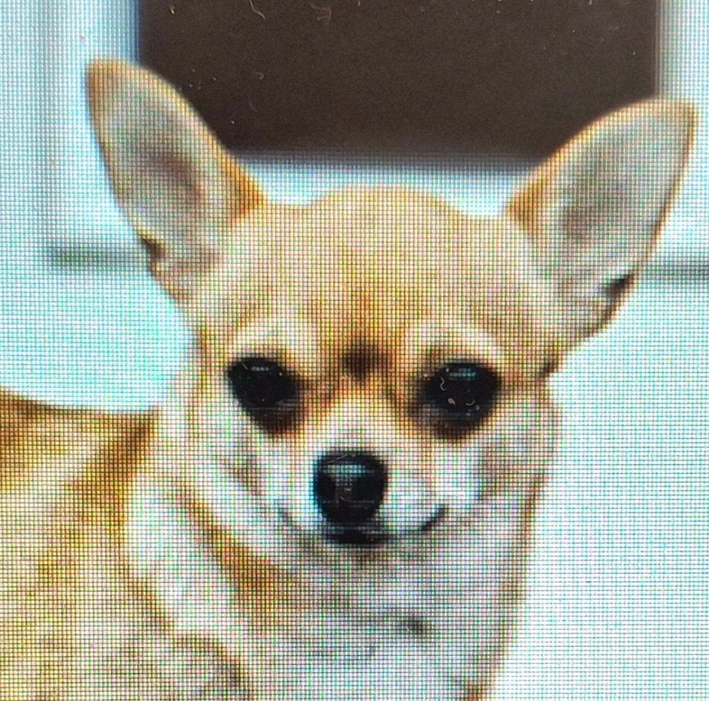 GEZOCHT een gezonde lieve korthaar chihuahua (prijs notk), Dieren en Toebehoren, 8 tot 15 weken, Teef, Eén hond, Chihuahua