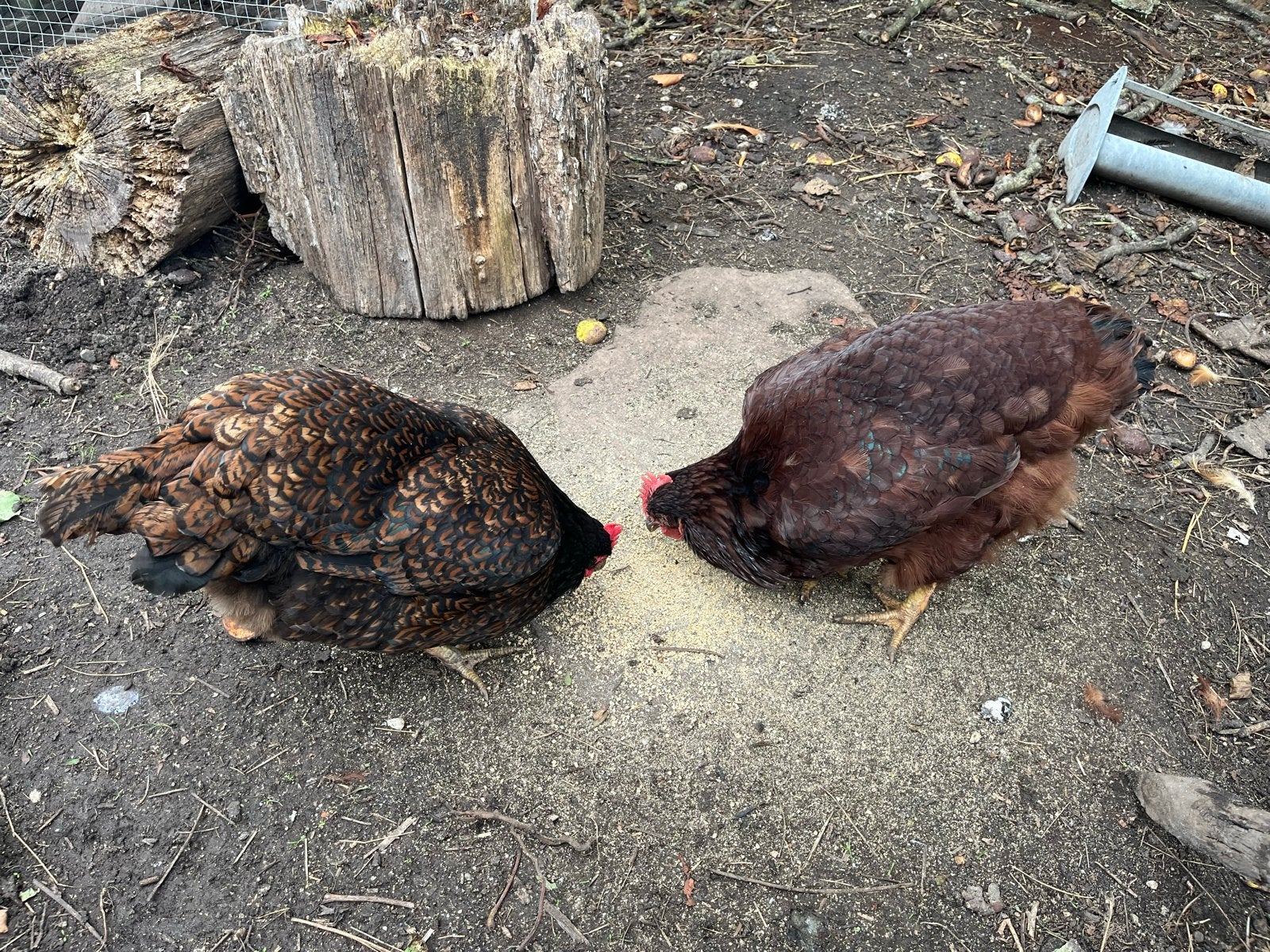 7 kippen (o.a rhode island red en Barnevelders), Vrouwelijk, Kip