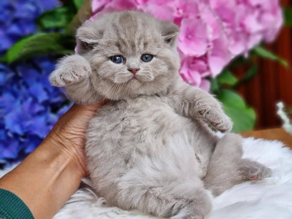 Top Quality FAWN Britse kitten, Kater, Met stamboom, 0 tot 2 jaar