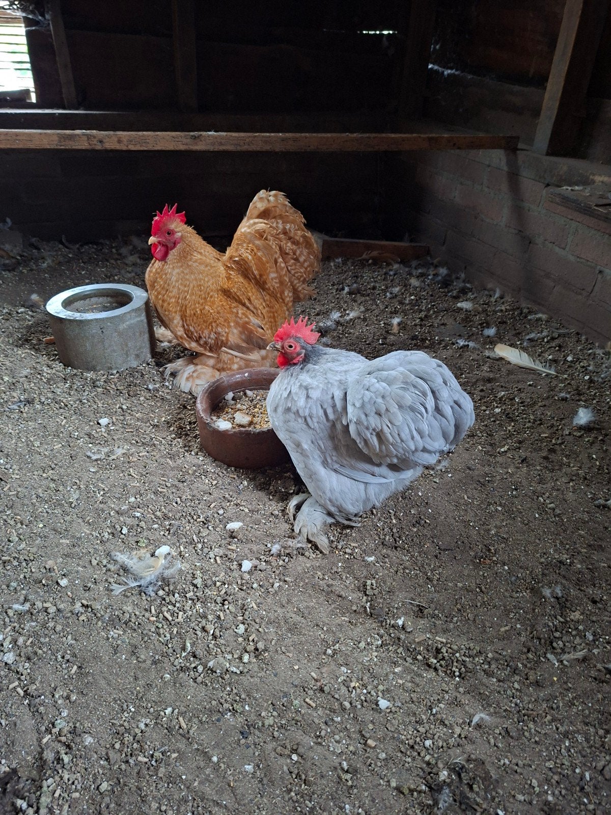 Mooie Cochinkrielkippen, Dieren en Toebehoren, Pluimvee, Meerdere dieren, Kip