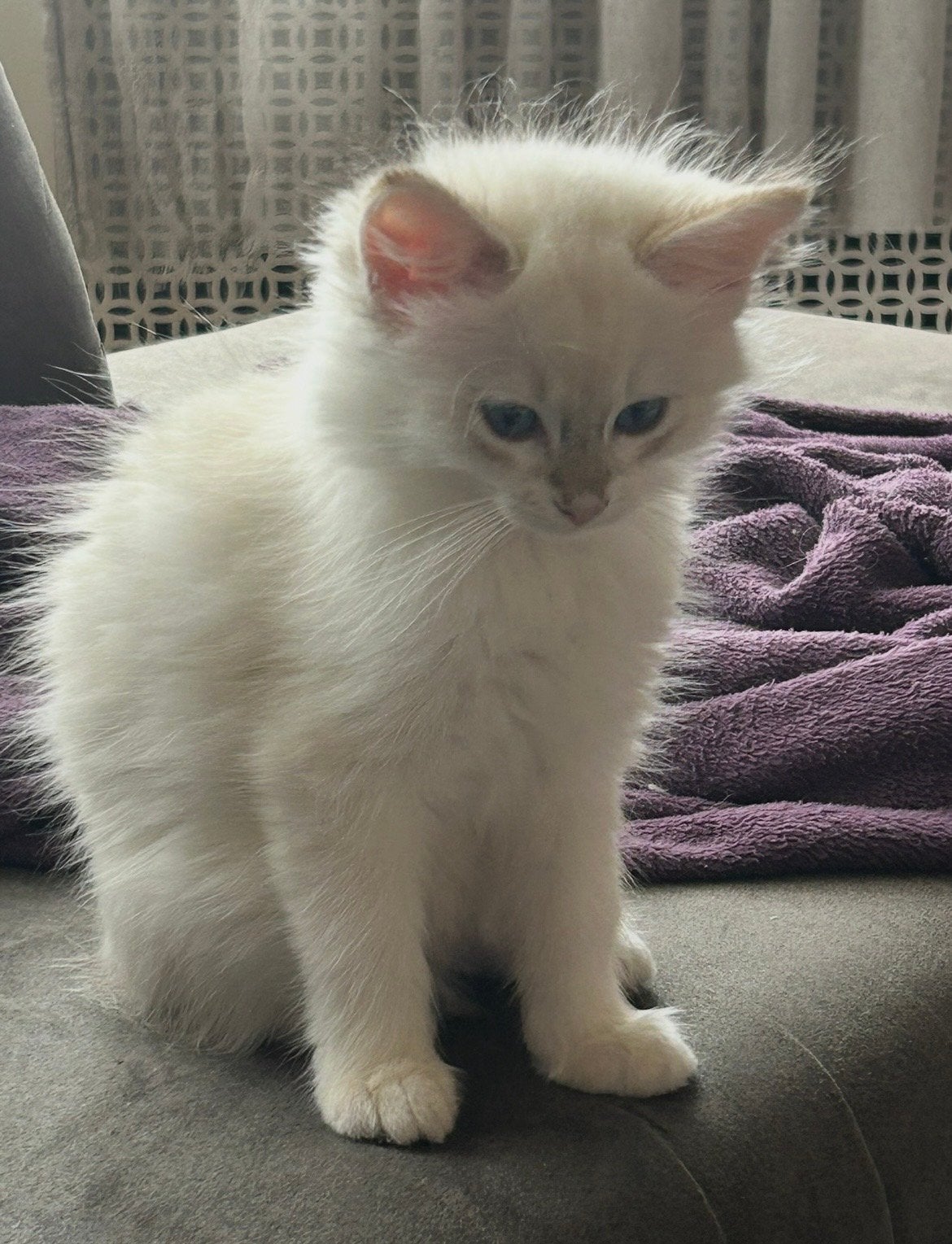 Lieve Tabby Ragdoll kittens, Dieren en Toebehoren, Meerdere dieren, Ontwormd, 0 tot 2 jaar