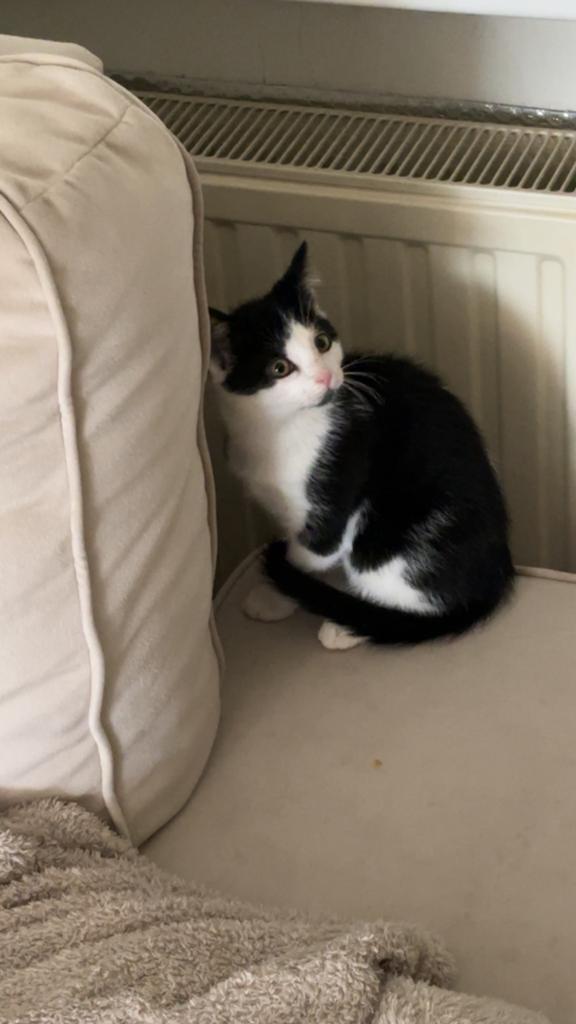 Kitten poesje super lief, Dieren en Toebehoren, Katten en Kittens | Overige Katten, Poes, 0 tot 2 jaar