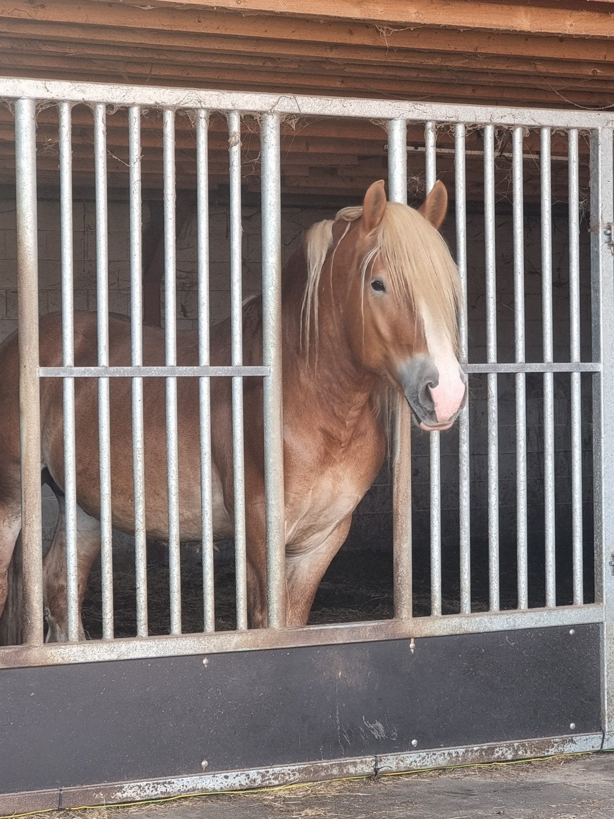 Trekpaard hengst Rheinisch koudbloed, Dieren en Toebehoren, Hengst