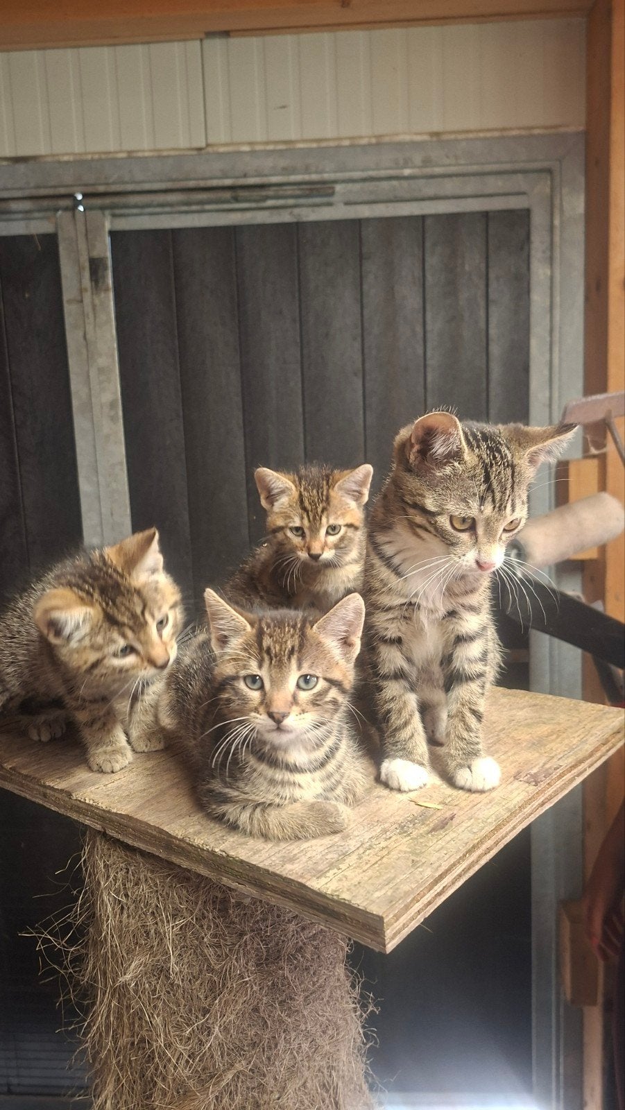 Boerderij katers, Kater