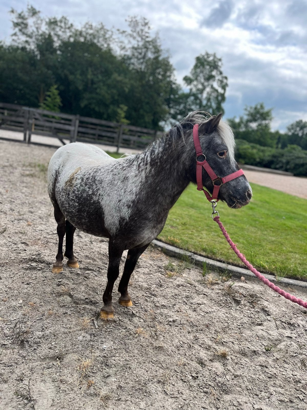 Lieve shetlandpony merrie zoekt een passend thuis, Dieren en Toebehoren, Pony's, Merrie, Gechipt