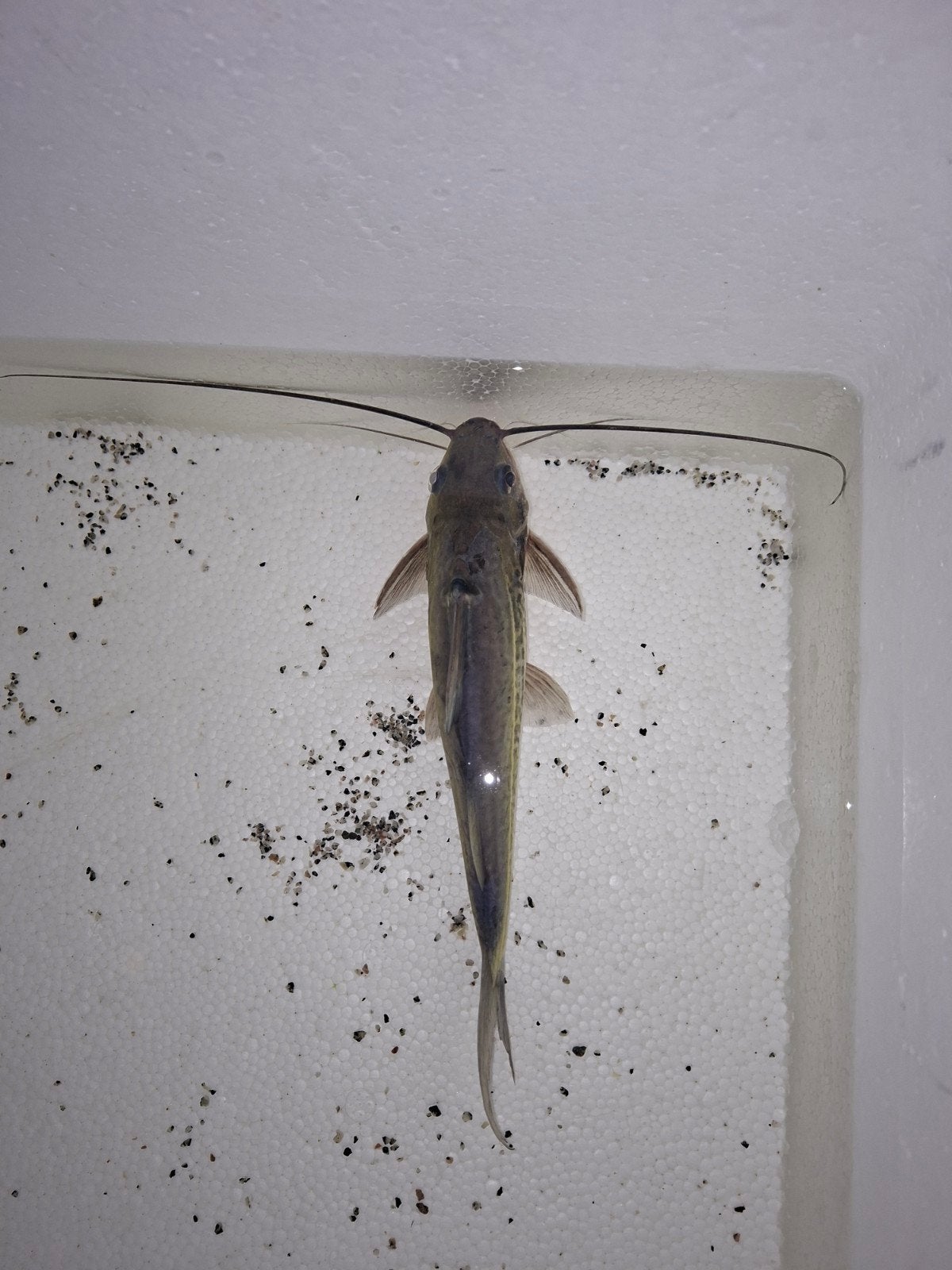pimelodus Blochii en pimelodus maculatus., Vis