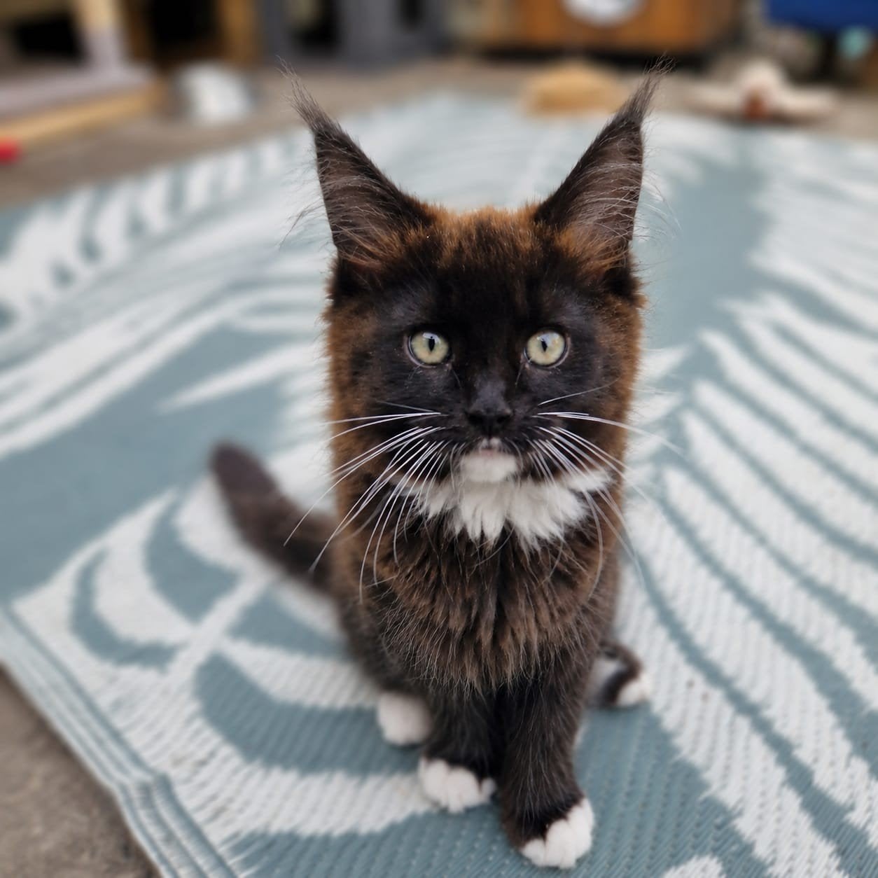 Maine Coon kitten poesje,13week oud. Mag verhuizen, Dieren en Toebehoren, Meerdere dieren, Ontwormd, 0 tot 2 jaar