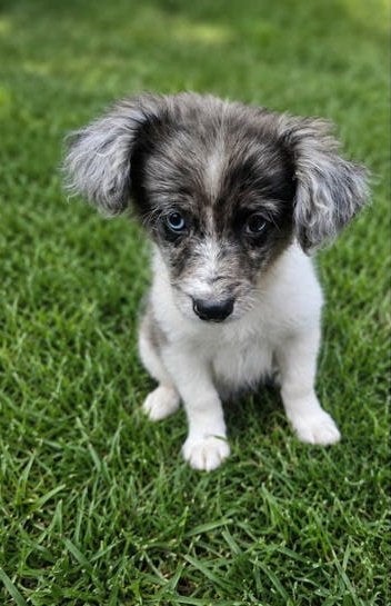 Boomer x pomeriaan pups, Dieren en Toebehoren, 8 tot 15 weken, Meerdere, Meerdere dieren, Klein