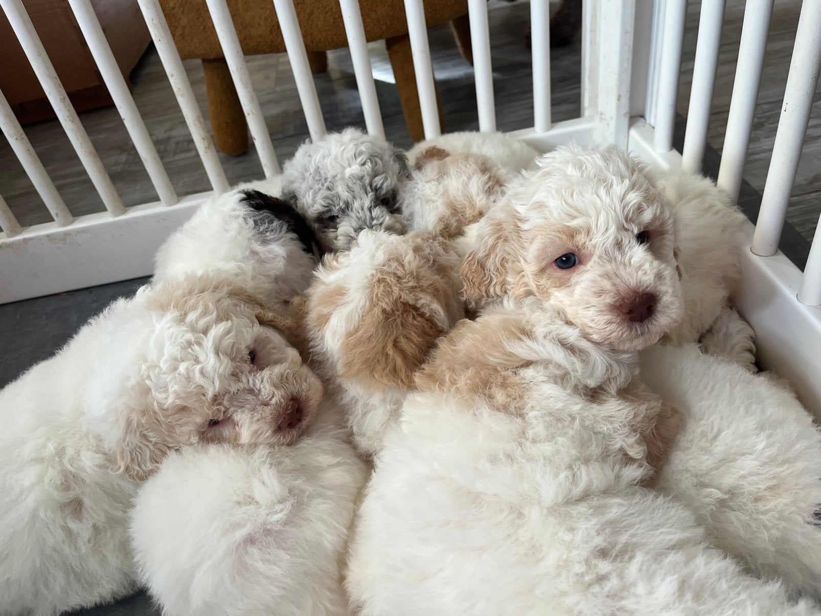 Lagotto Romagnolo pups 6 weken, Dieren en Toebehoren, Overige rassen, 8 tot 15 weken, Meerdere, Meerdere dieren