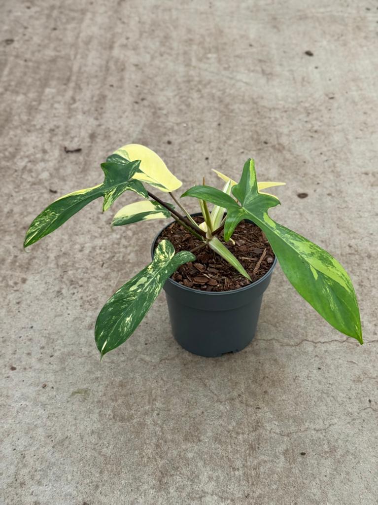 Philodendron Florida Beauty, Huis en Inrichting, Ophalen of Verzenden, Halfschaduw, Minder dan 100 cm