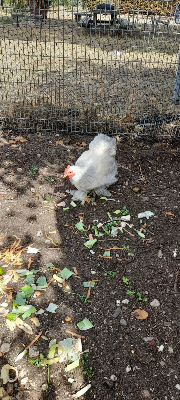 cochin haantje, Dieren en Toebehoren, Mannelijk, Kip