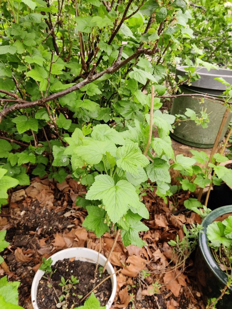 Vijgen, gele frambozen, brambozen, zwarte bessen en kruiden, Verzenden, Minder dan 100 cm, Overige soorten, Zomer