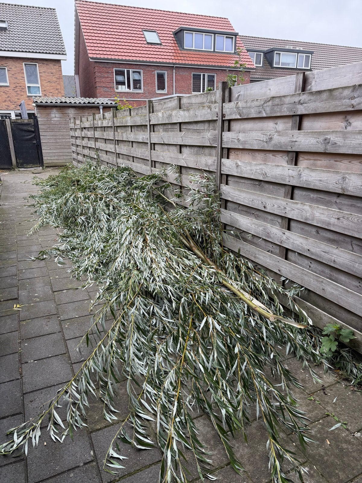 Verse wilgentakken - GRATIS AFHALEN, Tuin en Terras, Bloeit niet, Overige soorten, 100 tot 250 cm, Ophalen