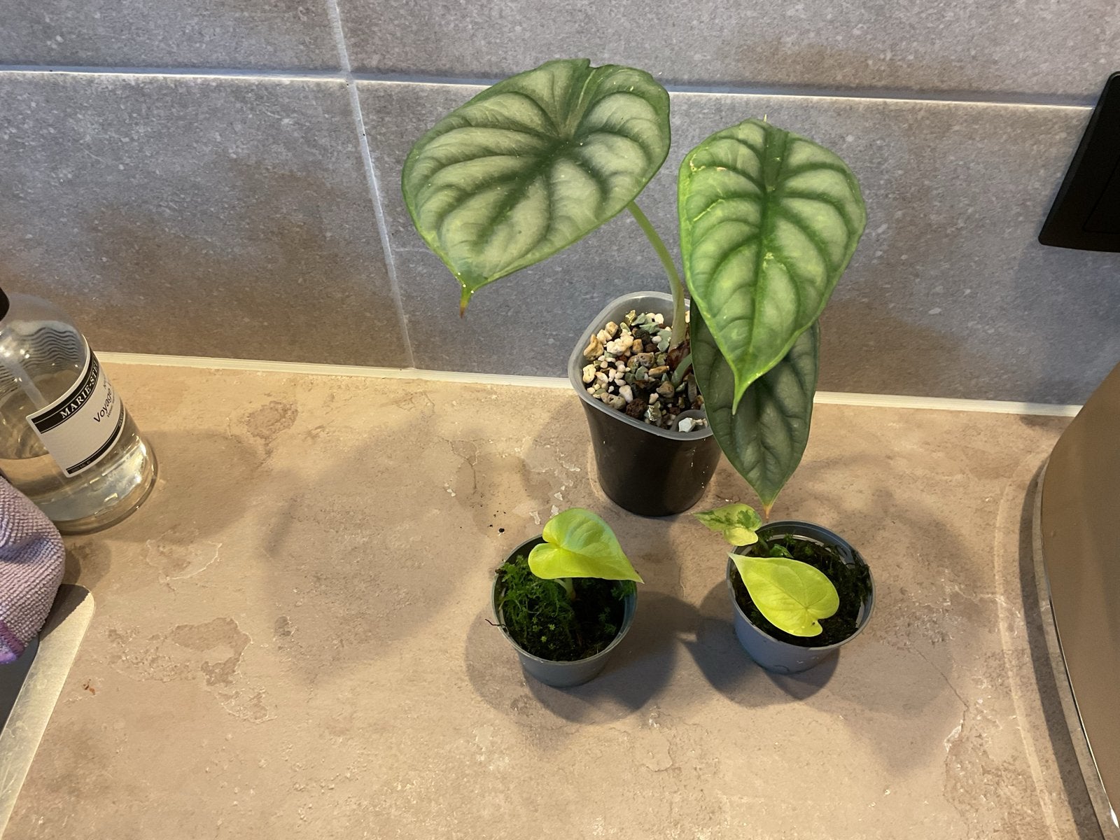 Alocasia Dragon Gold - Prachtige kamerplant, Overige soorten, Vaste plant, Ophalen of Verzenden, Bloeit niet