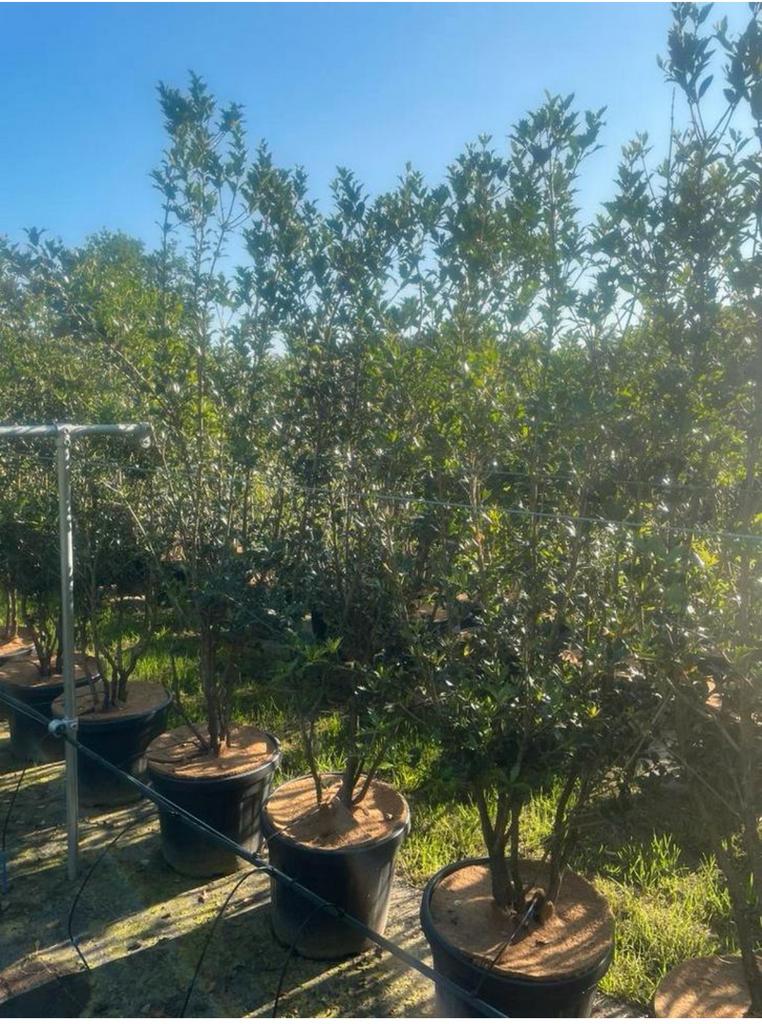 Osmanthus Schijnhulst meerstam in pot leverbaar tot 250 cm, Tuin en Terras, Planten | Bomen, Overige soorten, Lente, 100 tot 250 cm