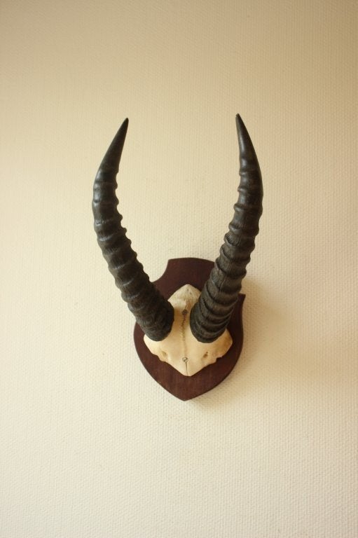 Taxidermie Afrikaanse hoorns, Verzamelen, Ophalen of Verzenden, Gebruikt, Wild dier, Opgezet dier