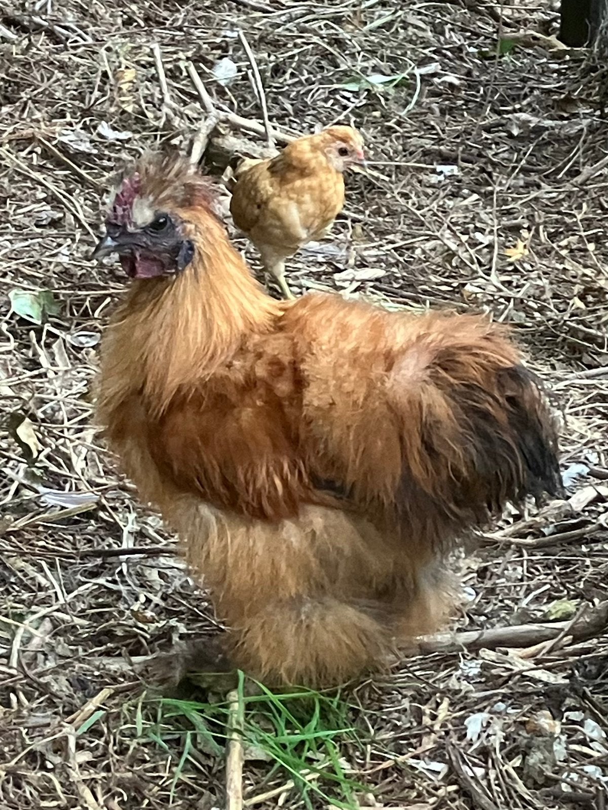 Zijdehoen kriel haan, Dieren en Toebehoren, Mannelijk, Kip