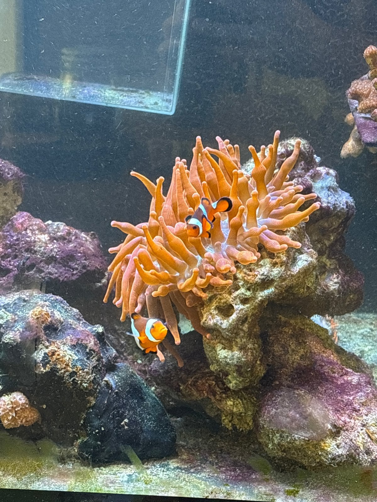 Anemoon en anemoonvissen zeeaquarium, Dieren en Toebehoren, Overige typen