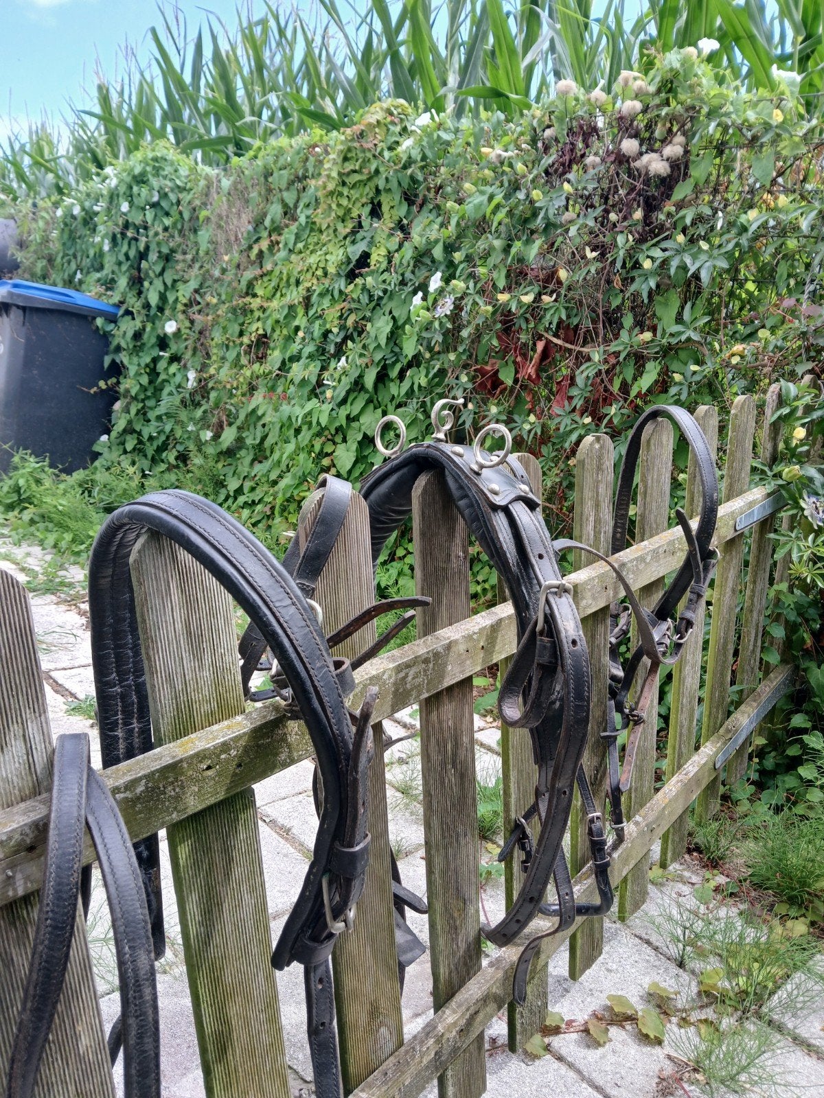 Mentuig maat shet, Dieren en Toebehoren, Paarden en Pony's | Hoofdstellen en Tuigage, Ophalen, Hoofdstel