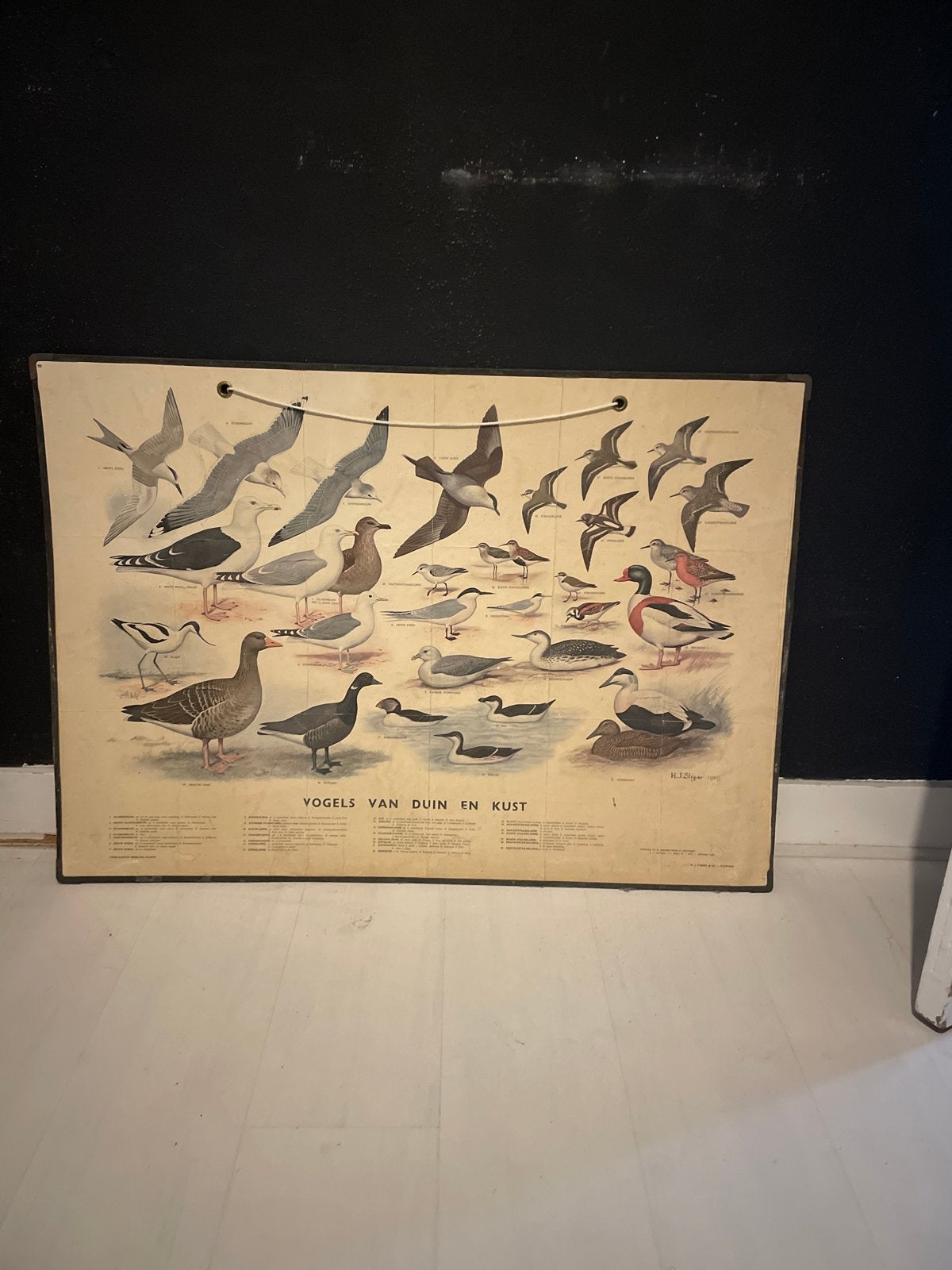 Vintage educatieve schoolplaat 'Vogels van Duin en Kust', Antiek en Kunst, Antiek | Schoolplaten, Ophalen, Natuur en Biologie