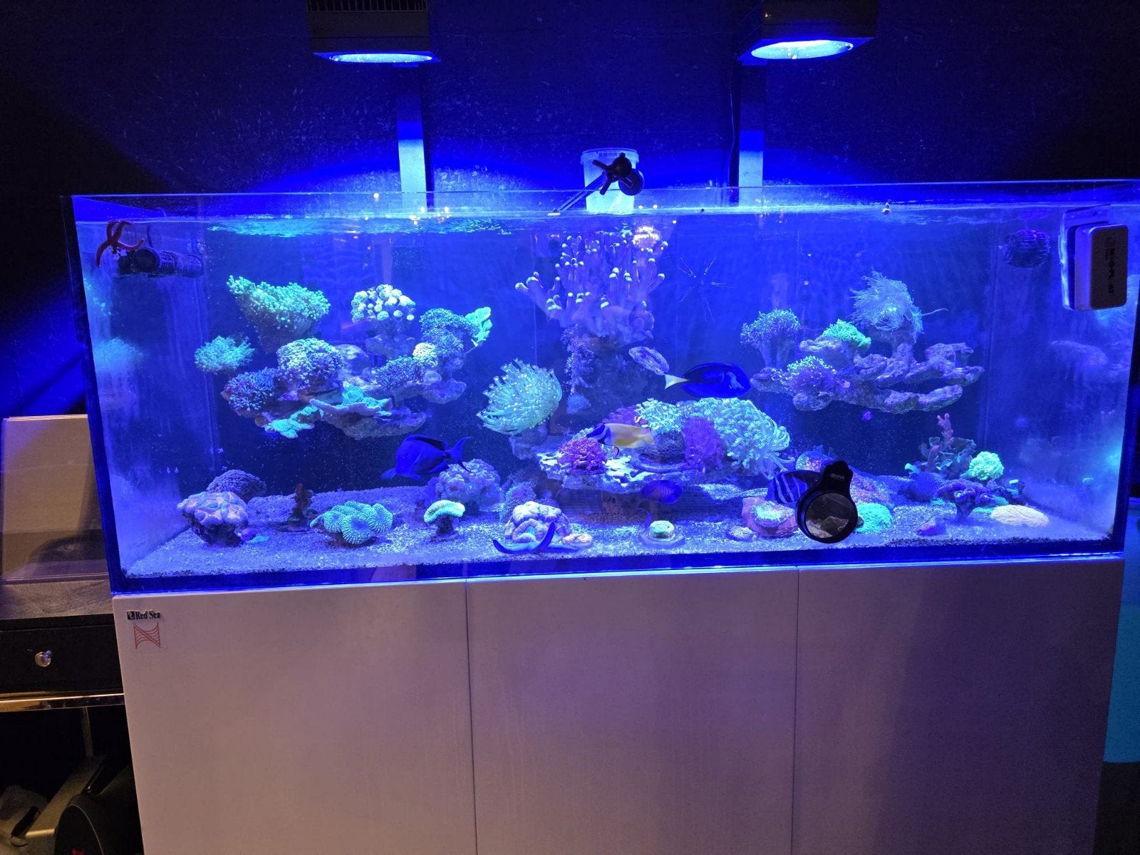 aquarium met alle toebehoren en vissen erbij, Ophalen, Inclusief vissen, Aqua Medic, Gevuld zoetwateraquarium