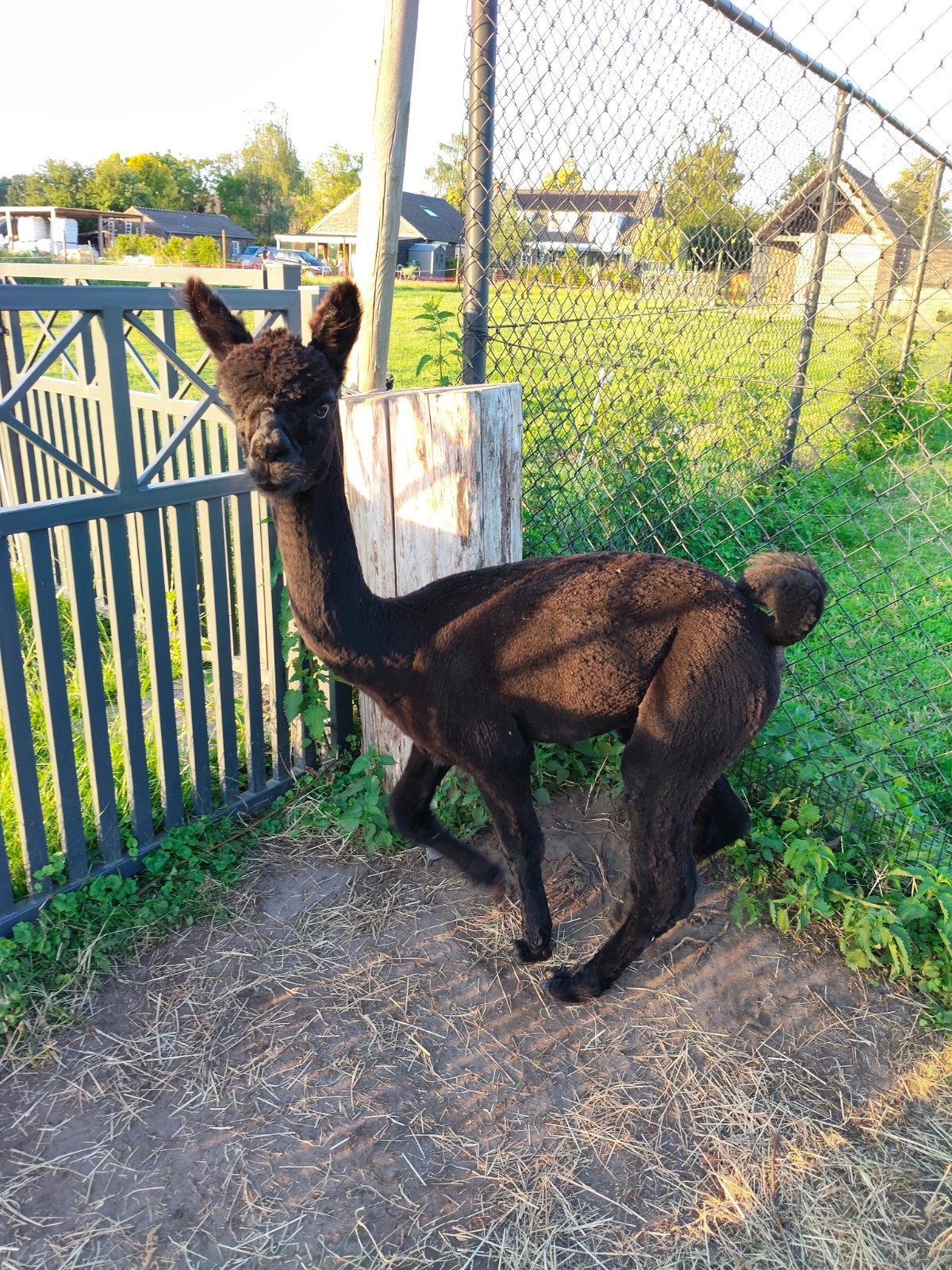 zwarte alpaca hengst net 1 jaar, geschoren, Dieren en Toebehoren, Juni, Mannelijk