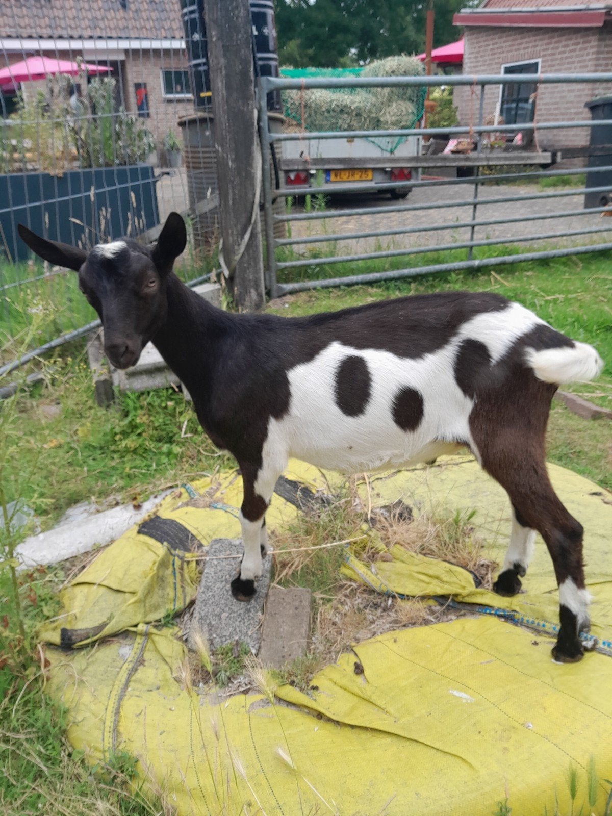Cae cl bok stamboek, Dieren en Toebehoren, Schapen, Geiten en Varkens, Mannelijk, Geit, 0 tot 2 jaar