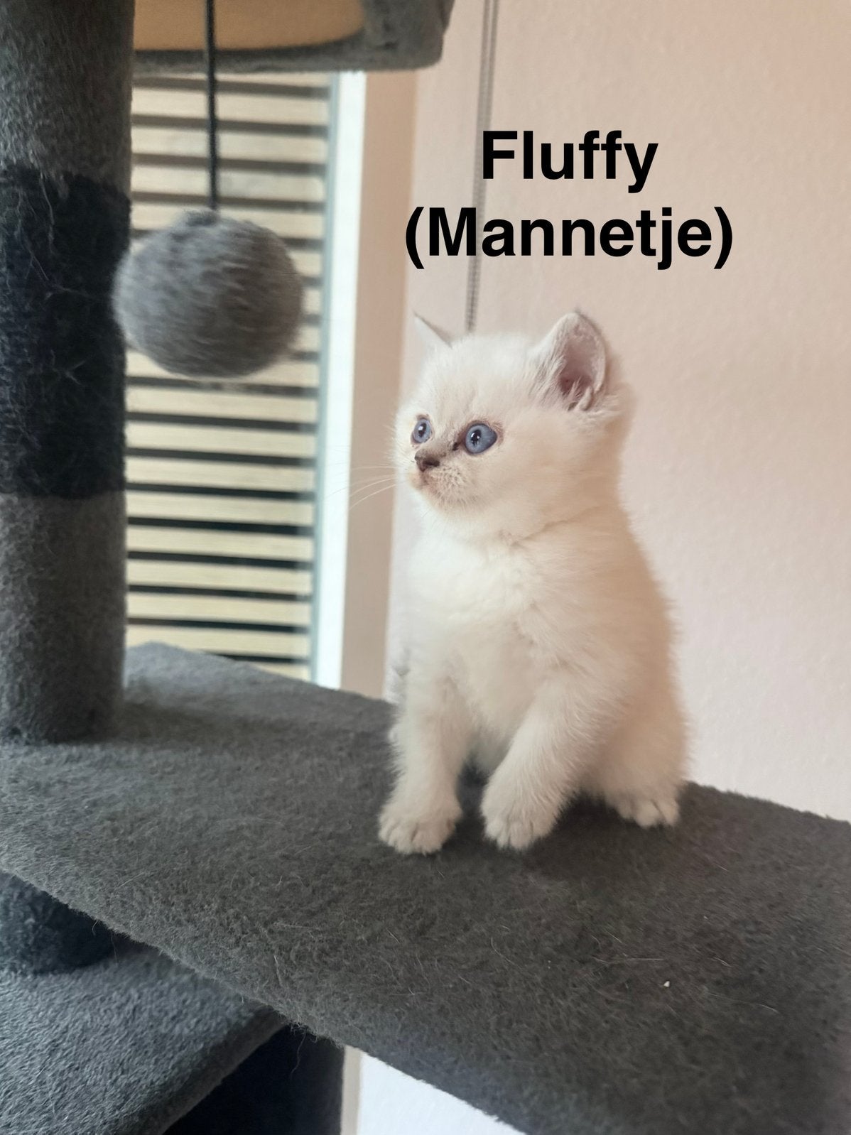 Prachtige Britse Korthaar Kittens, Meerdere dieren, Ontwormd
