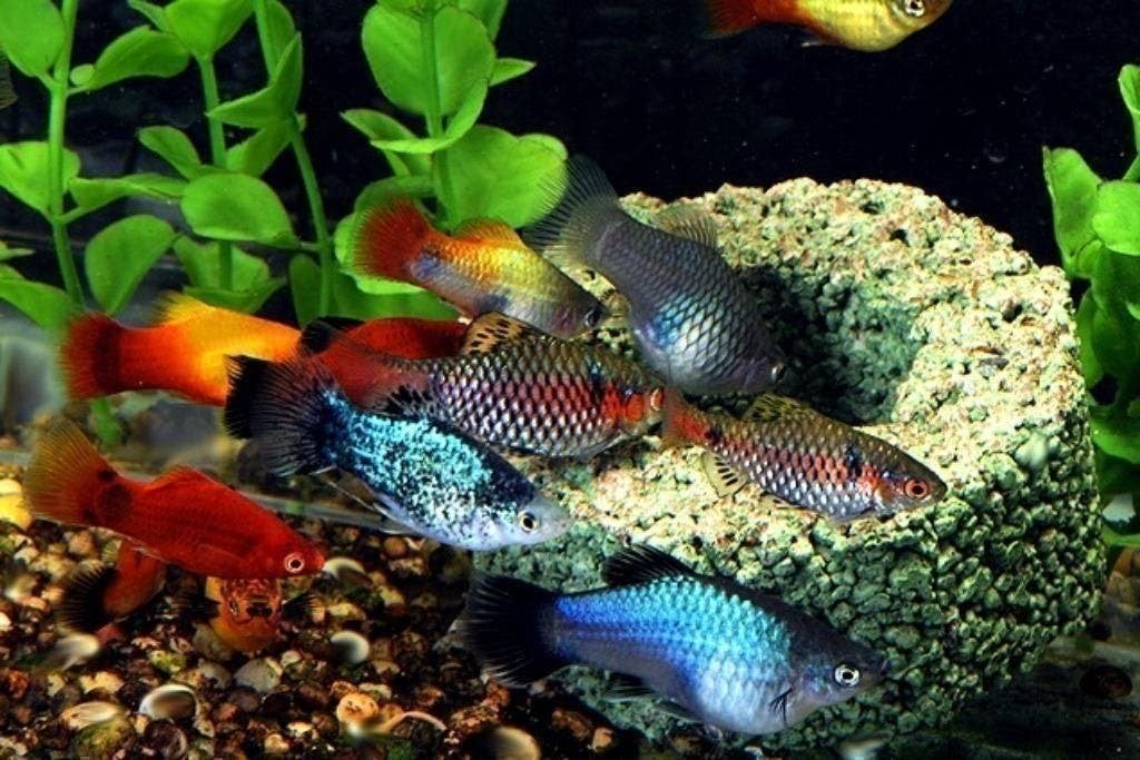 50 soorten leverdbarende vis, Platy, mollie, zwaarddrager, Dieren en Toebehoren, Vis