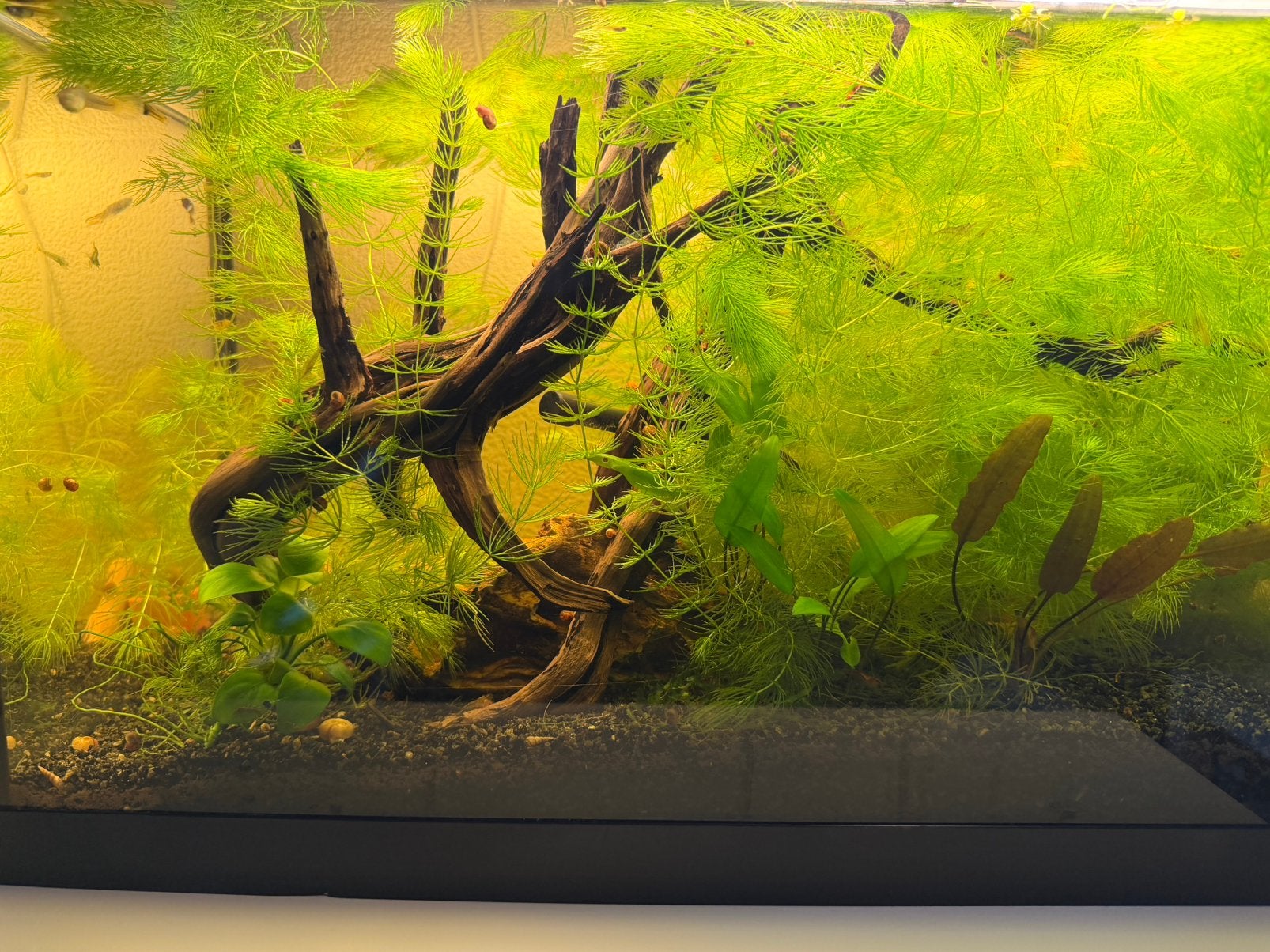 Guppys garnalen vissen kleine aquarium, Ophalen, Inclusief vissen