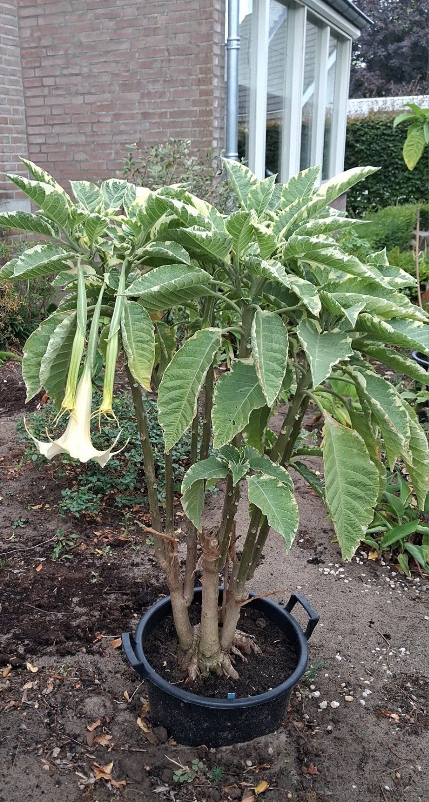 Brugmanisia  Maya, Overige soorten, 100 tot 250 cm, Zomer, Ophalen