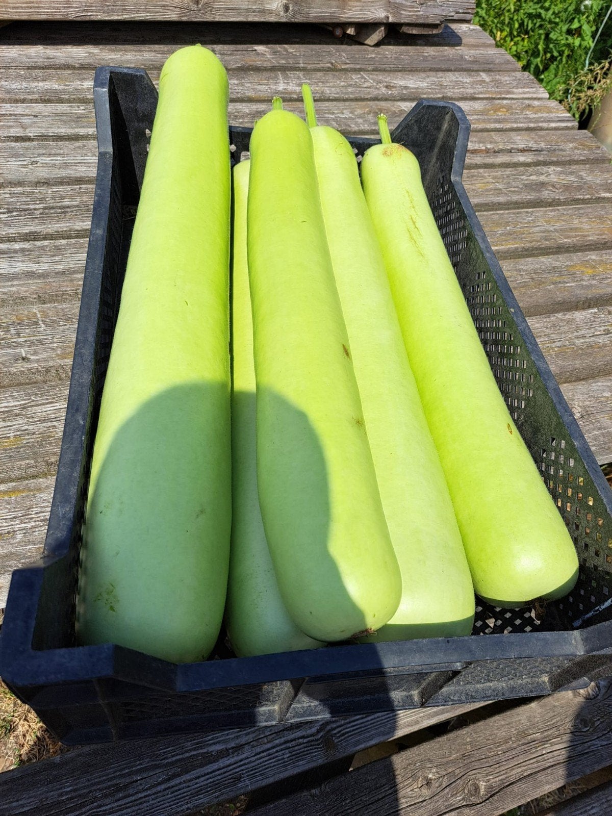 Laukhie Tekoop, Biologisch, Ophalen