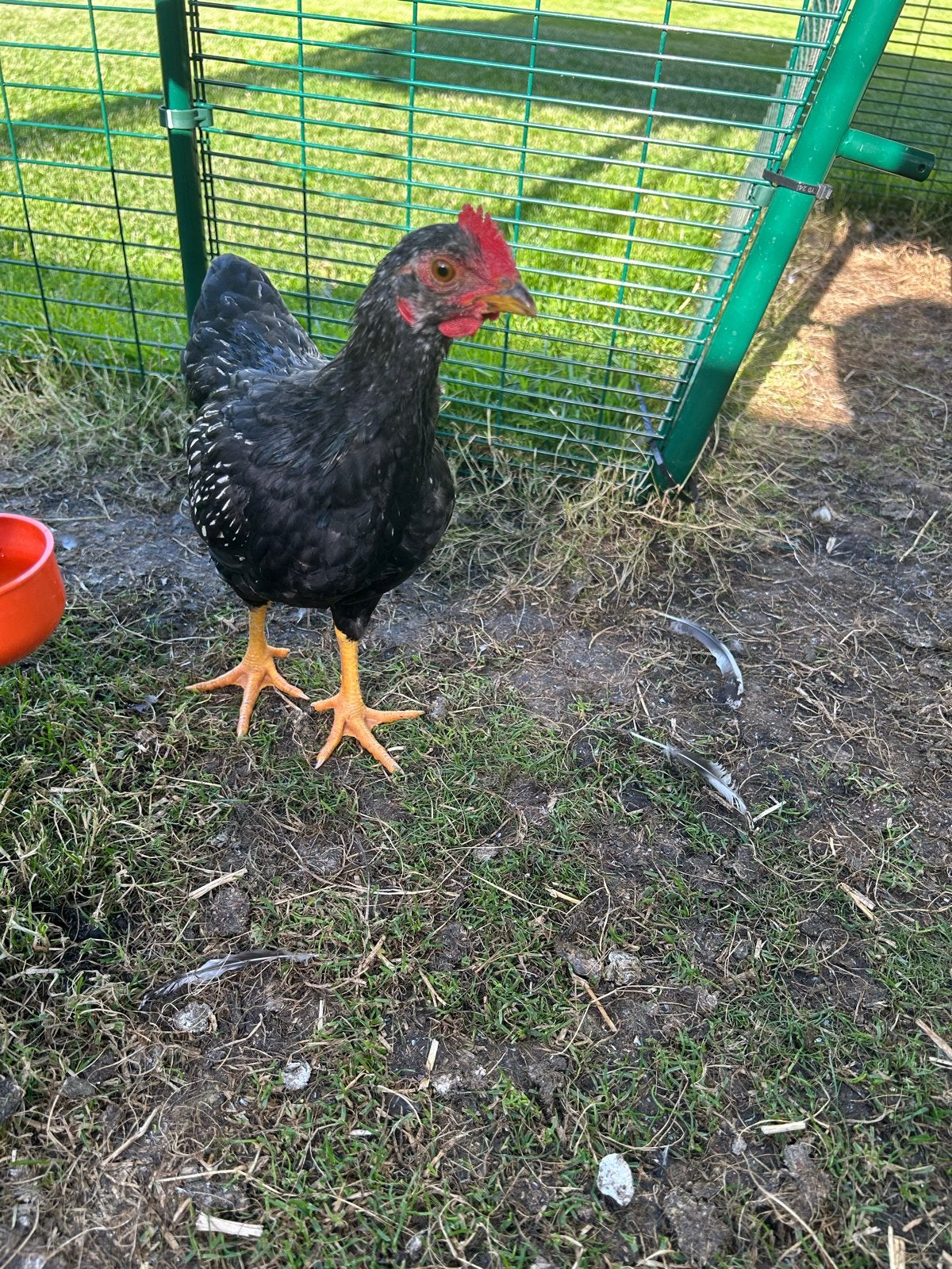 Barnevelder Kriel Hanen Zilver Dubbel Gezoomd, Mannelijk, Kip