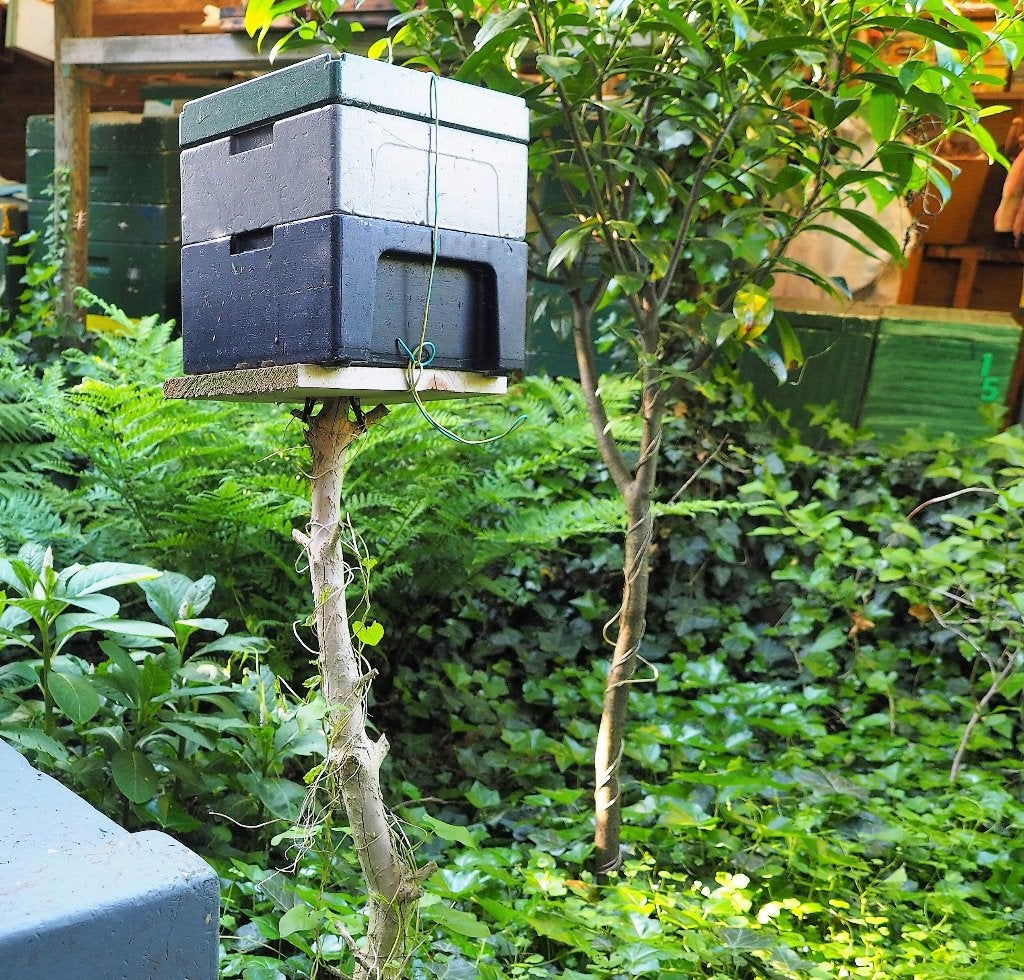 bijen  kieler bevrichtingskastjes (5), Dieren en Toebehoren, Insecten en Spinnen, Bijen