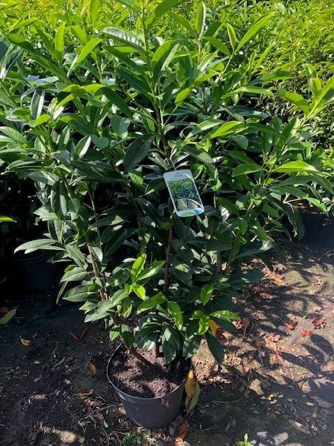 PRUNUS CAUCASICA, LAURIER, VOOR € 9,95 P.ST. volle planten, Tuin en Terras, Planten | Struiken en Hagen, Ophalen, Laurier, Haag