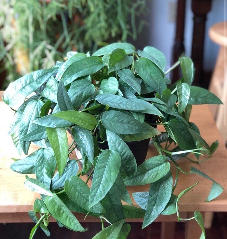 Epipremnum cebu blue bladstekjes, Ophalen of Verzenden, Halfschaduw, Minder dan 100 cm