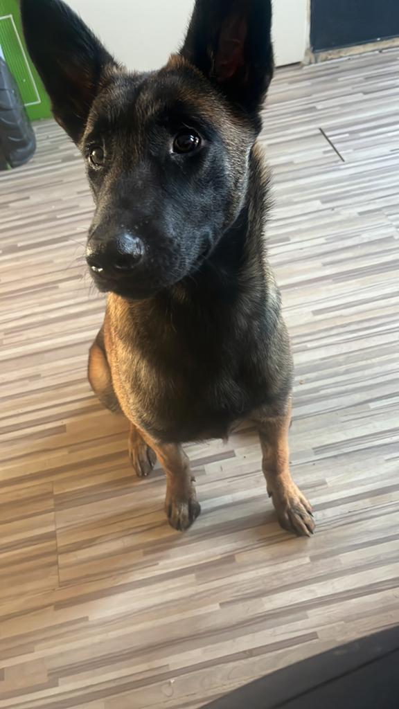 Mechelse Herder Teef 6,5 maand zoekt ervaren baas met tijd!, Dieren en Toebehoren, Honden | Herdershonden en Veedrijvers, 15 weken tot 1 jaar
