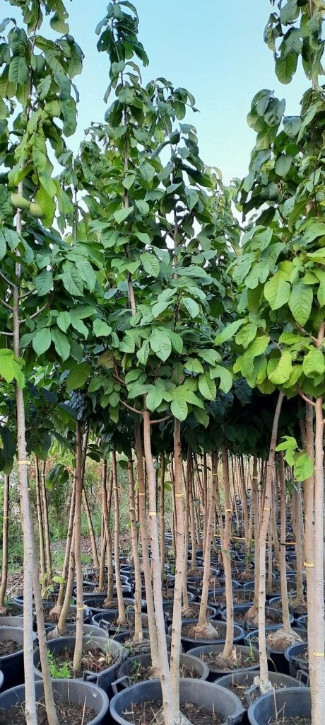 Pawpaw - Asimina triloba hoogstam, Ophalen, Lente, Overige soorten, In pot
