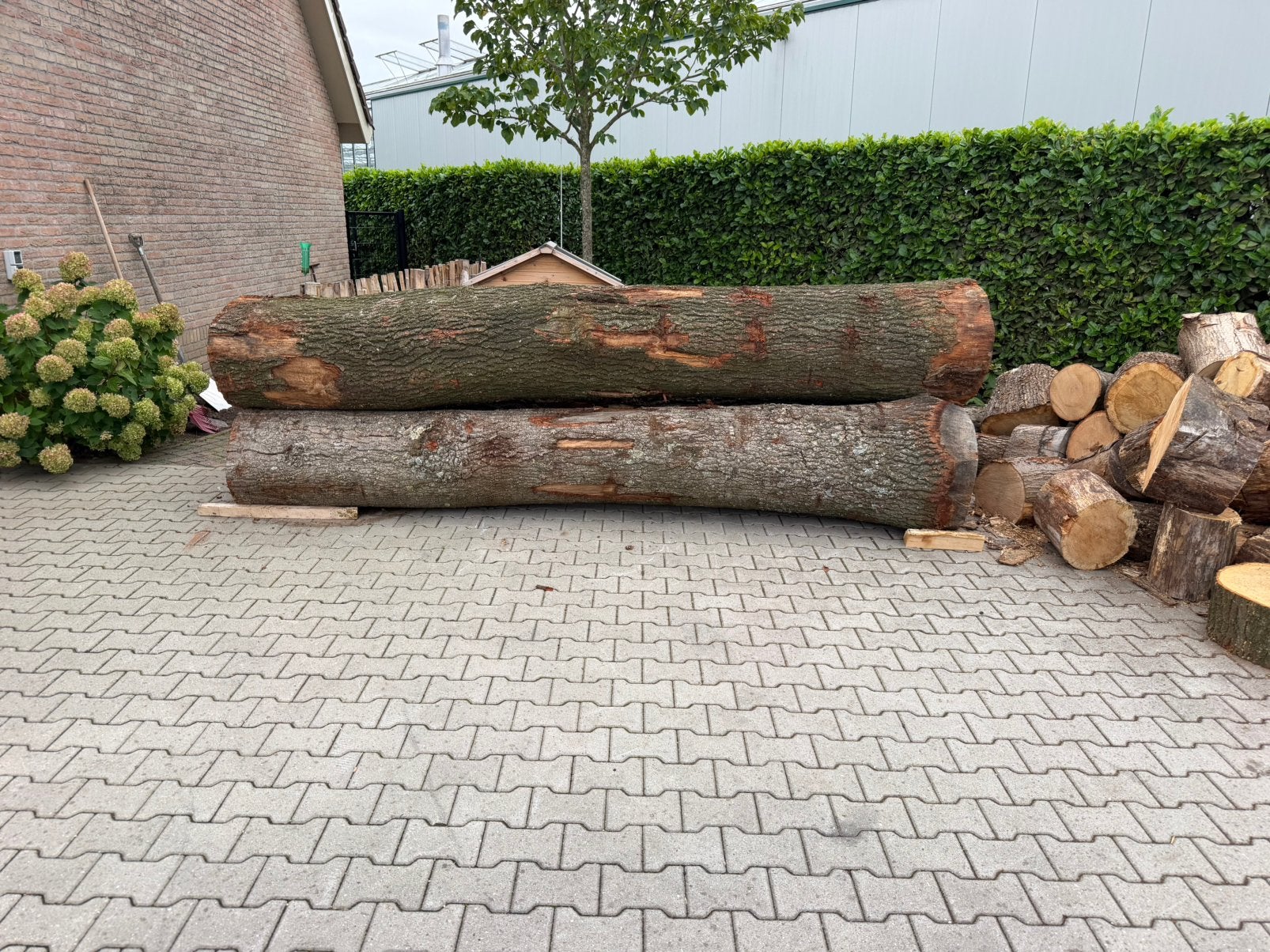 3 mooie eiken zaagstammen