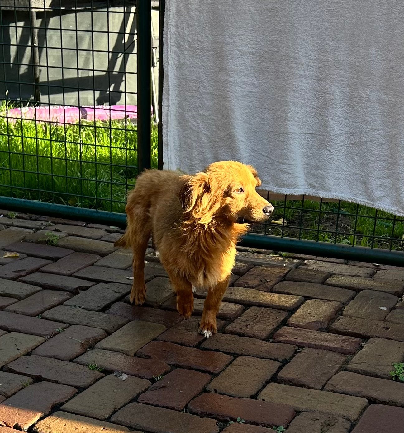 Brahn, klein reutje gecastreerd 1 jaar., Particulier, 1 tot 2 jaar, Buitenland, Eén hond
