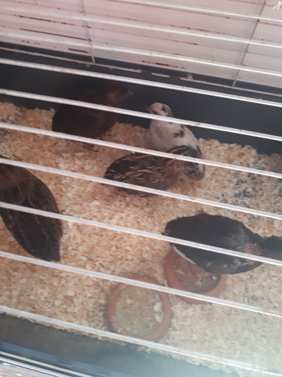 Te koop 6 jonge kwartels in een koop €20 Voor de 6, Dieren en Toebehoren, Meerdere dieren, Overige soorten