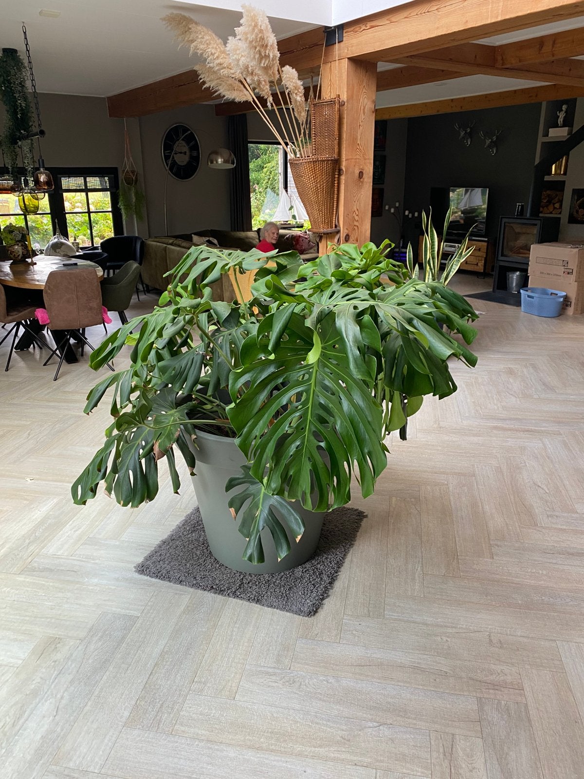 Grote Monstera in een olijfgroene pot, Tuin en Terras, Ophalen, Kunststof, Rond, Zo goed als nieuw