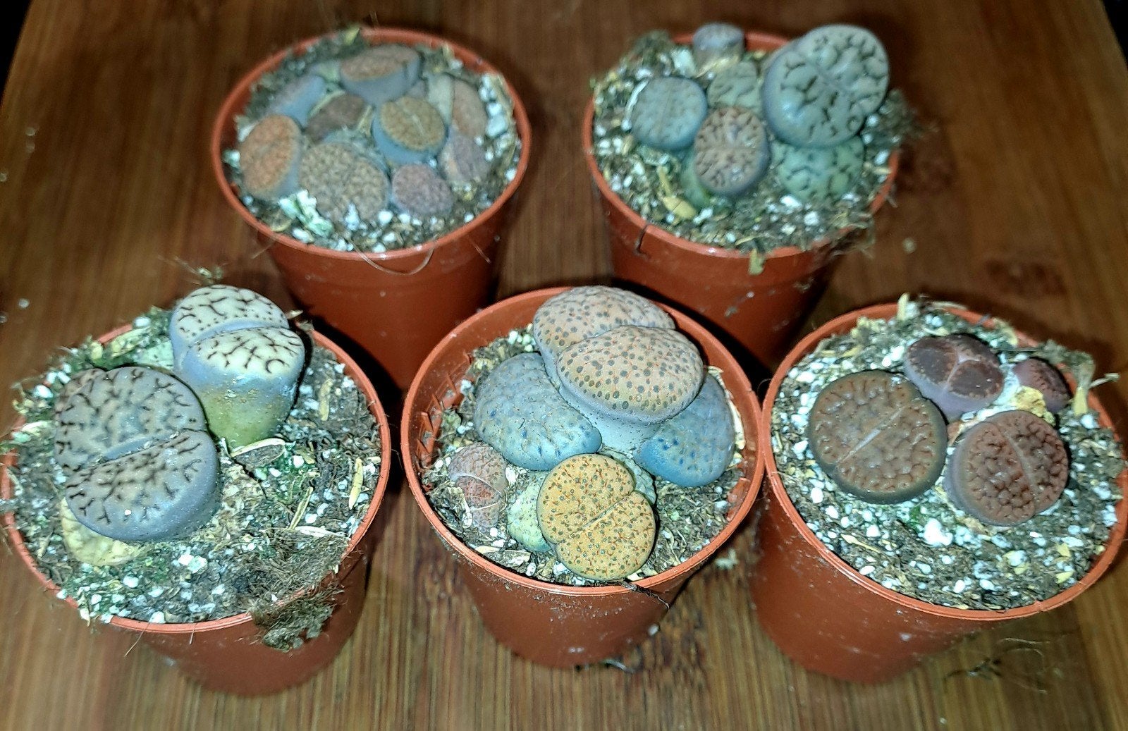 Levende steentjes oftewel Lithops, Ophalen of Verzenden, Halfschaduw, Minder dan 100 cm