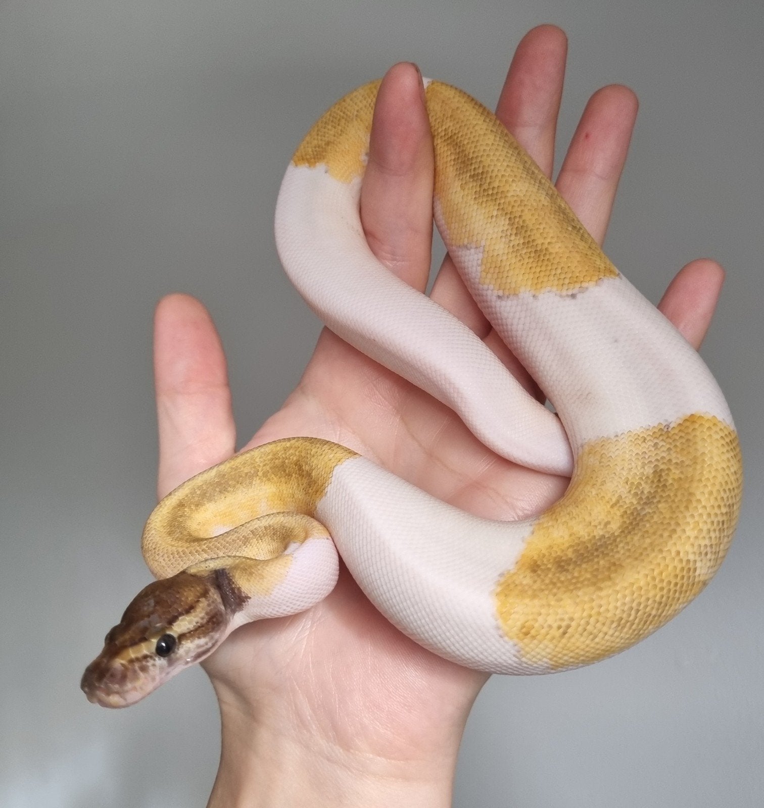 0.1 mojave enchi pinstripe piebald koningspython Ball Python photo 2