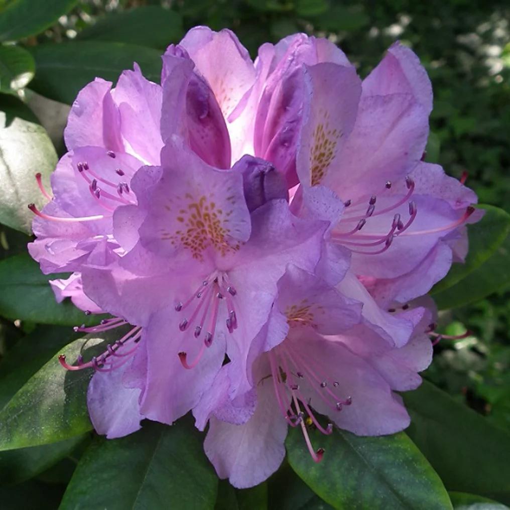 Te koop prachtige Rhododendrons in alle maten, Tuin en Terras, Planten | Struiken en Hagen, Ophalen, Rhododendron
