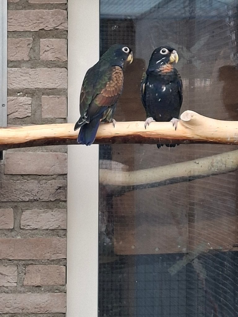 Bronsvleugel pionus, Geslacht onbekend, Parkiet, Geringd