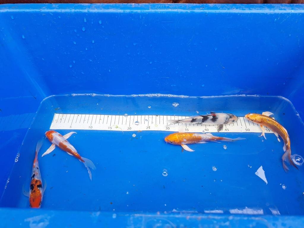 NIEUWE 1 JARIGE KOI, WEEKAANBIEDING 5 voor de prijs van 4,, Karper of Koi
