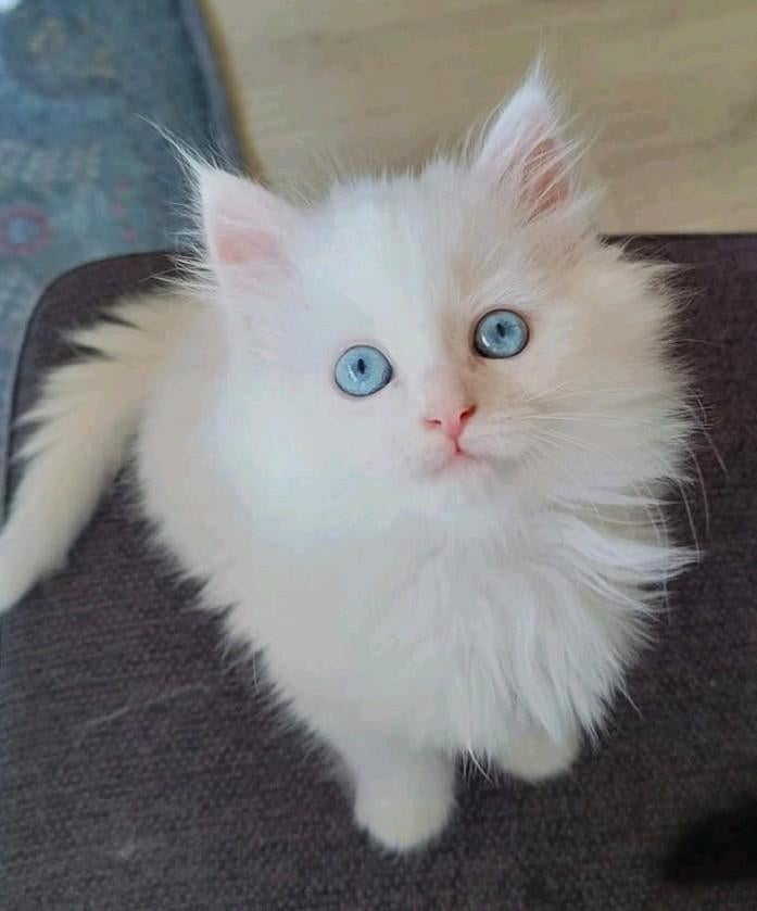 Prachtige langharige witte kittens (Pers x Noorse Boskat), Meerdere dieren, Ontwormd, 0 tot 2 jaar